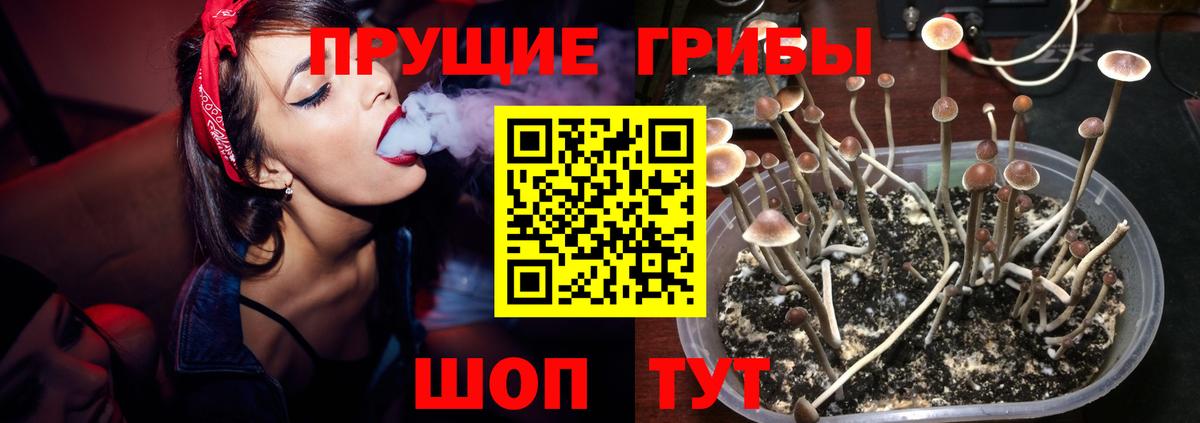 Псилоцибиновые грибы Psilocybine cubensis  Вход с VPN  Бахчисарай 